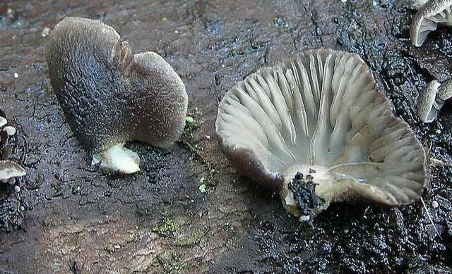 Dopo il risveglio, le prime specie